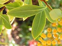 Buplevre - Bupleurum falcatum corsicum (en Corse) (04) (Photo F. Mrugala)